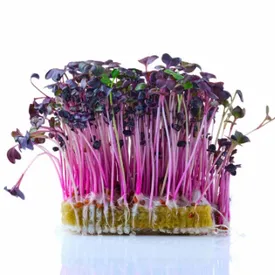 Микрозелень редиса красного